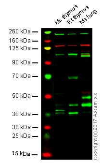 Anti-Met (c-Met) antibody [EP1454Y] - N-terminal(AB51067)