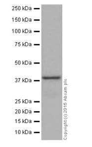 Anti-ATP6V0D1/P39 antibody [EPR18320-38](AB202899)
