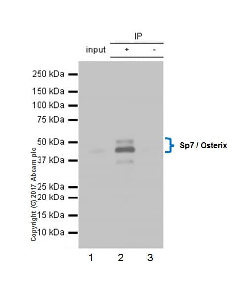 Anti-Sp7 / Osterix antibody [EPR21034] - BSA and Azide free(ab227820)