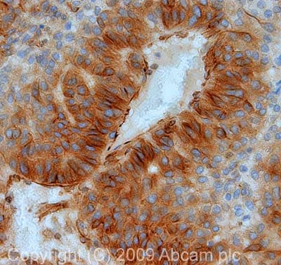Anti-beta Tubulin antibody - Loading Control(AB6046)