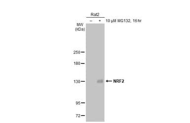 Anti-NRF2 antibody [HL1021] - BSA and Azide free(ab313825)
