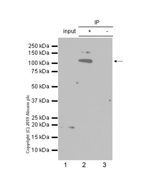 Anti-HIRA/HIR antibody [EPR7416] - BSA and Azide free(AB232477)