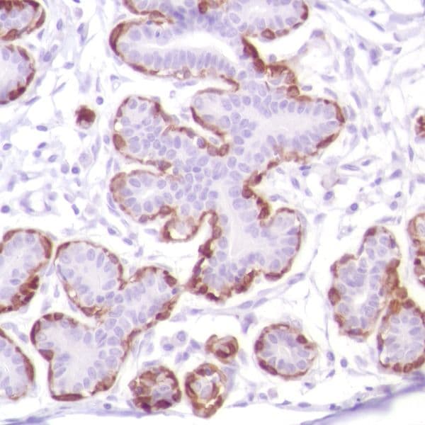 Anti-Calponin 1 antibody [SP180] - C-terminal(AB227660)