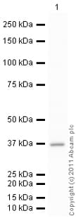 Goat Rabbit Igg H L Hrp Preadsorbed Ab97080  Western Blot Img88237
