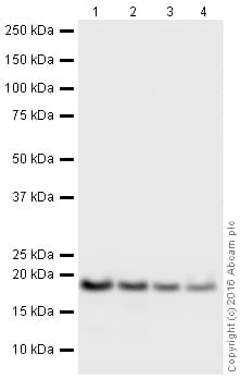HeLa whole cell lysate(AB150035)