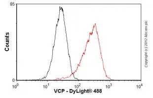 Anti-VCP antibody [EPR3307(2)](AB109240)