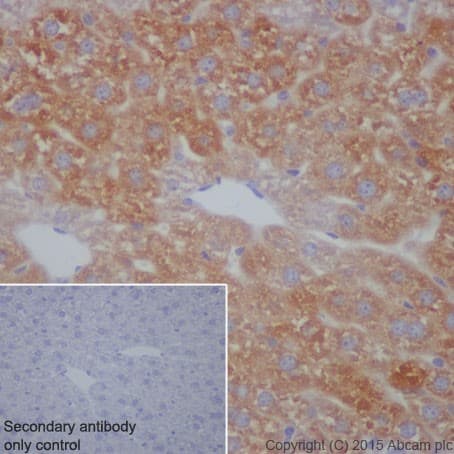 Anti-C3 antibody [EPR19394](AB200999)