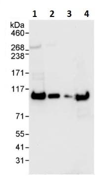 Sfpq Antibody Ab264197  Western Blot Img56393