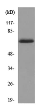 Anti-pan Keratin antibody(AB190625)