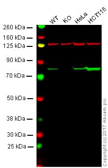 Anti-Ezrin antibody [EP886Y] - Plasma Membrane Marker(AB40839)