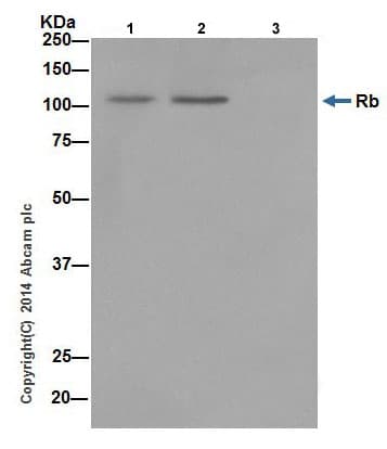 Anti-Rb antibody [EPR17512](AB181616)