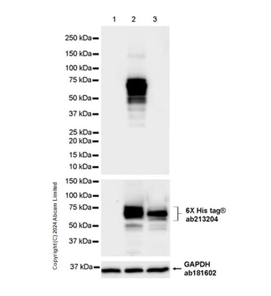 Anti-groEL antibody [EPR28718-8] - BSA and Azide free(AB318971)