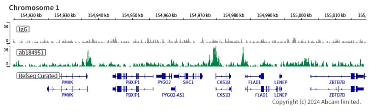 Anti-PHD finger protein 1/PHF1 antibody [EPR14222](AB184951)