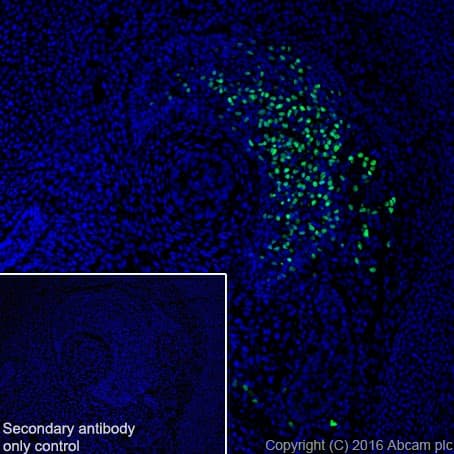 Anti-Lhx2/LH2 antibody [EPR20449] - BSA and Azide free(AB236037)
