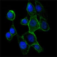 Anti-N Cadherin antibody [5D5] - Intercellular Junction Marker(AB98952)