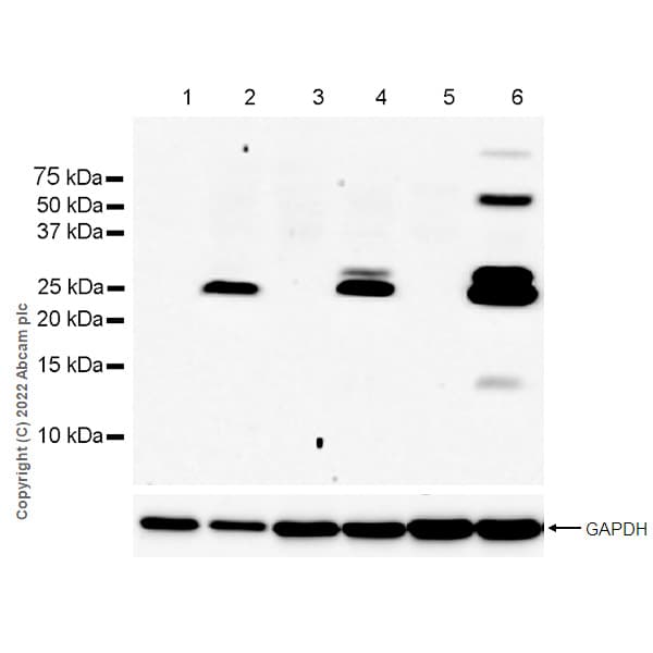 Anti-TNF alpha antibody [RM1005](AB307164)
