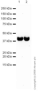 Anti-Synaptophysin antibody [SY38](AB8049)