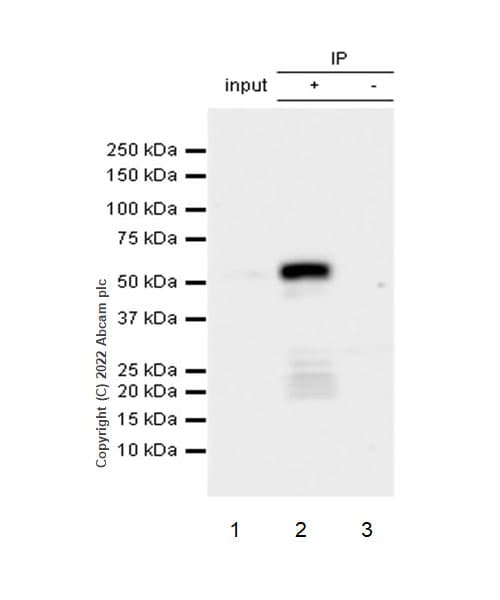 Anti-UBR7 antibody [EPR26170-67]