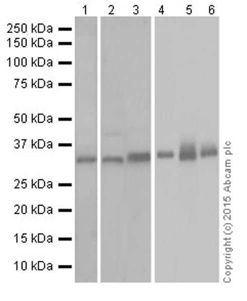 Anti-Apolipoprotein E antibody [EPR19392](AB183597)
