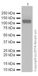 Anti-LAMP2A antibody [EPR4207(2)] - Lysosome Marker(AB125068)