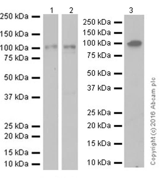 Anti-VCAM1 antibody [EPR17010-83] - BSA and Azide free(AB232458)