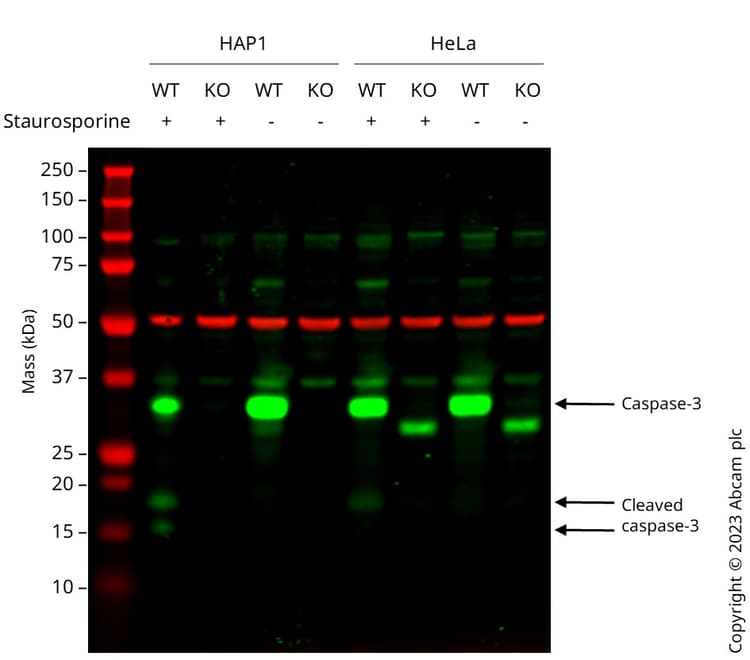 Anti-Caspase-3 antibody [EPR18297](AB184787)