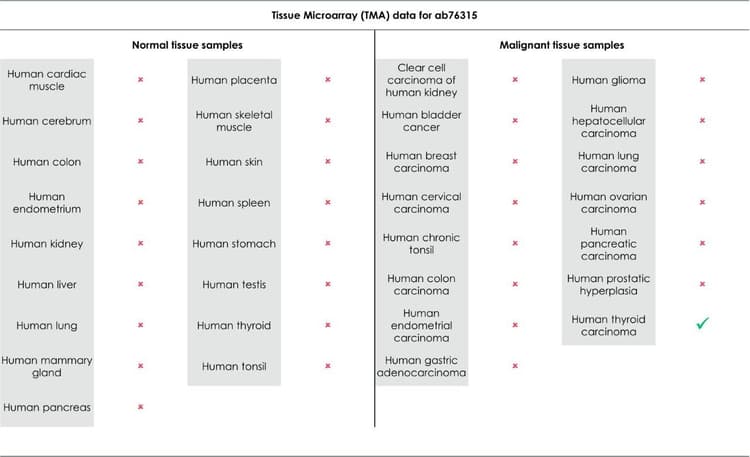 Anti-STAT3 (phospho Y705) antibody [EP2147Y](AB76315)