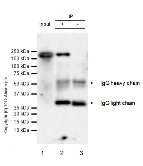 Anti-mouse IgG for IP (HRP)(AB131368)