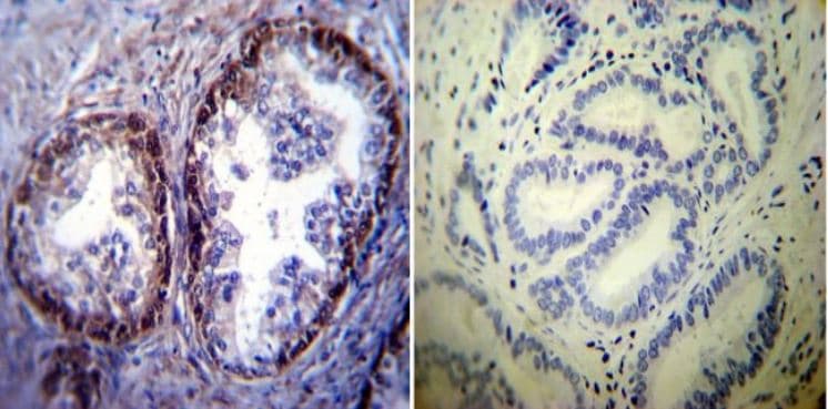 Anti-Hsp70 antibody [5A5](AB2787)