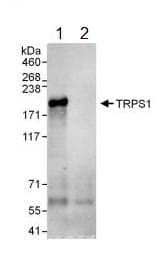 Anti-TRPS1 antibody(AB125197)