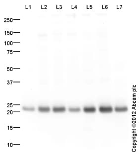Goat Rabbit Igg H L Hrp Preadsorbed Ab97080  Western Blot Img101670