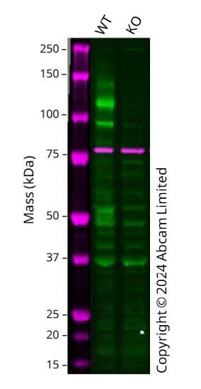 Human Fgfr1 Knockout U 87 Mg Cell Line Ab306662  Western Blot Img436340