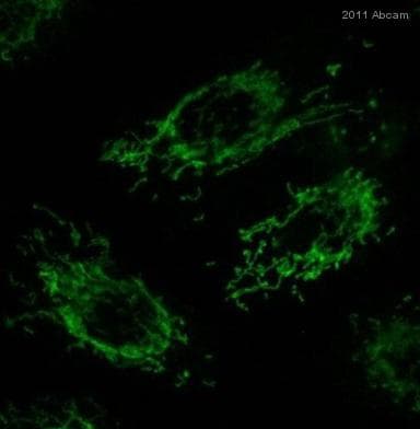 Anti-TOMM20 antibody [4F3] - BSA and Azide free(ab56783)