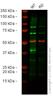 Human Trib3 Knockout Hct116 Cell Line Ab273718  Western Blot Img418306
