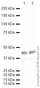 Anti-MyoD1 antibody [EPR6653-131](AB133627)