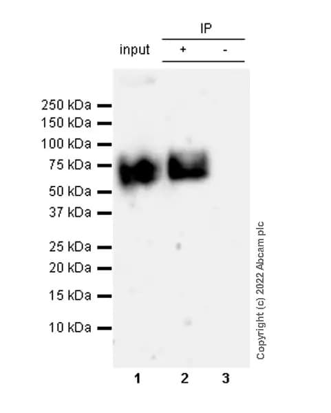 VeriBlot for IP Detection Reagent (HRP)(AB131366)