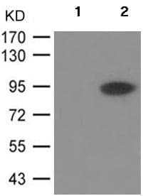 Adam17 Phospho T735 Antibody Ab182630  Western Blot Img128145