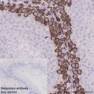 Anti-DAZL antibody [EPR21028] - BSA and Azide free(AB228135)