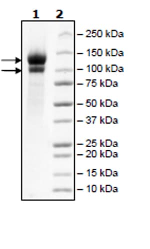 Recombinant Human LDL Receptor protein (Tagged)(ab271587)