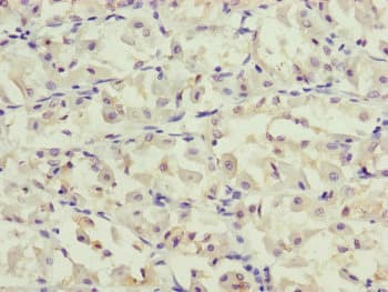 G5pr Antibody Ab230347  Immunohistochemistry Formalin Pfa Fixed Paraffin Embedded Sections Img106442