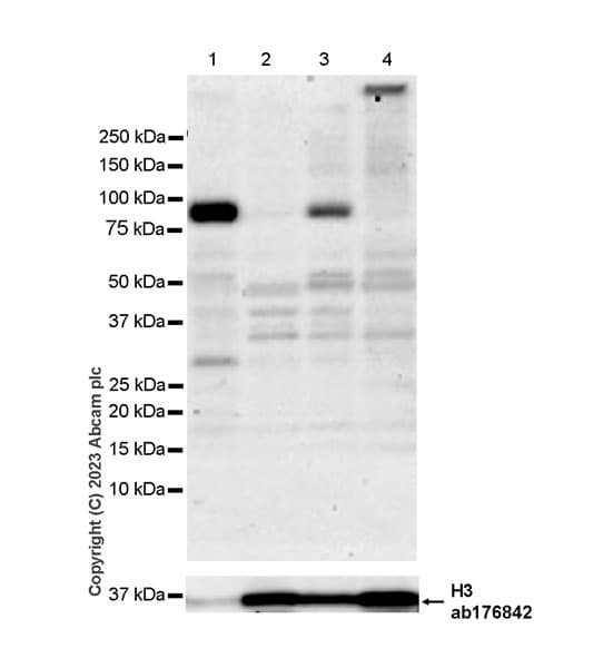 Anti-Histone H3 antibody [EPR16987] - Nuclear Marker and ChIP Grade(AB176842)