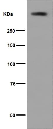 Anti-Polyethylene glycol antibody [PEG-B-47](ab51257)