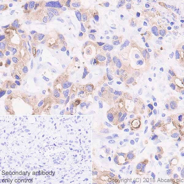 Anti-MUC13 antibody [EPR21901] - BSA and Azide free(AB237590)