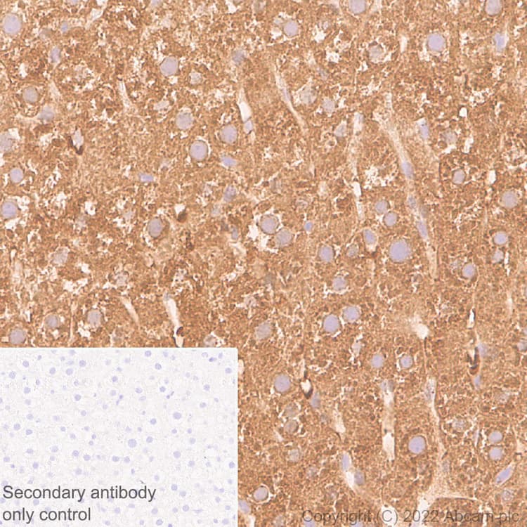 Aldh1l1 Antibody Epr25443 103 Astrocyte Marker Ab307696  Immunohistochemistry Formalin Pfa Fixed Paraffin Embedded Sections Img407614