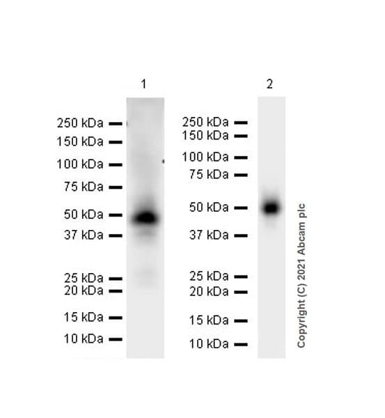 Anti-GATA3 antibody [EPR16651] - ChIP Grade(AB199428)