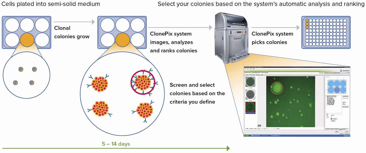 Molecular Devices Clonepix 2 Mammalian Colony Picker Redefine Clone Screening