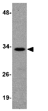 Anti-Ribonuclease H2, subunit A/RNASEH2A antibody(ab83943)
