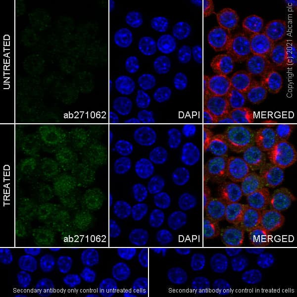 Anti-METTL1 (phospho S27) antibody [EPR24280-9](AB271062)