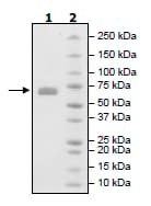 Ab198752  Sds Page Img39141