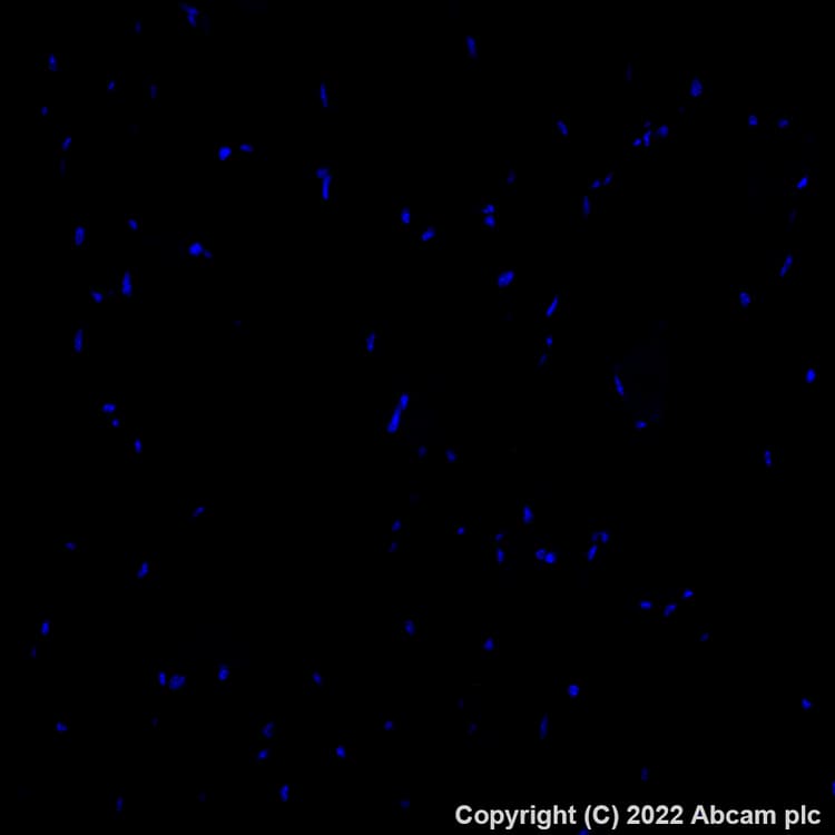 Alexa Fluor® 647 Anti-MARCO antibody [EPR22944-64](ab307530)